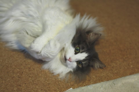 cat photo cecilia154