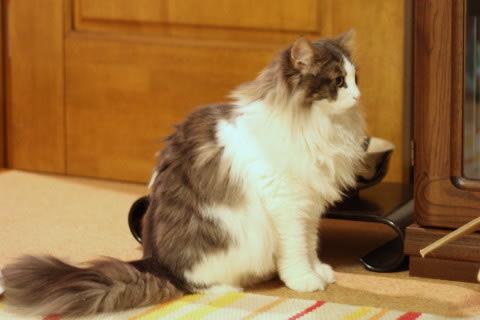 cat photo cecilia158