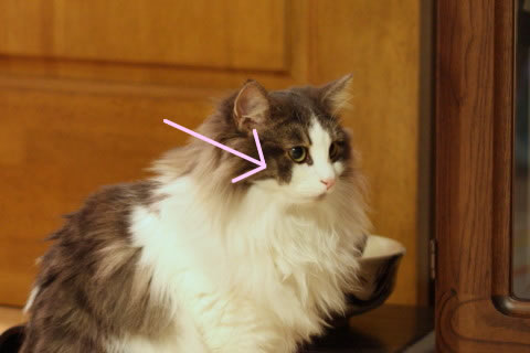 cat photo cecilia159