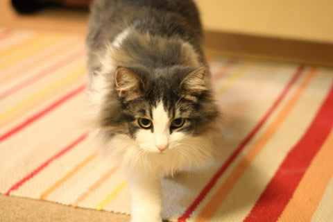 cat photo cecilia160