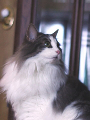 cat photo cecilia161