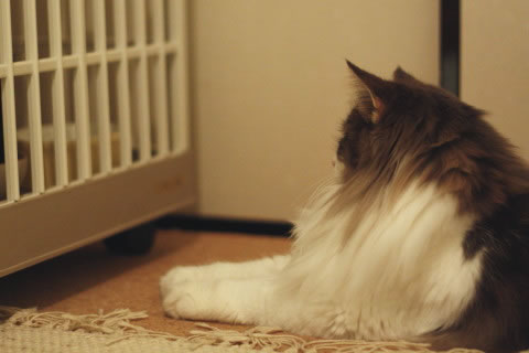 cat photo cecilia163