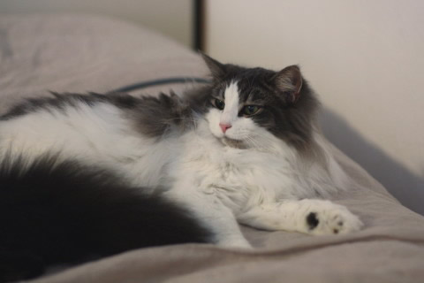 cat photo cecilia170