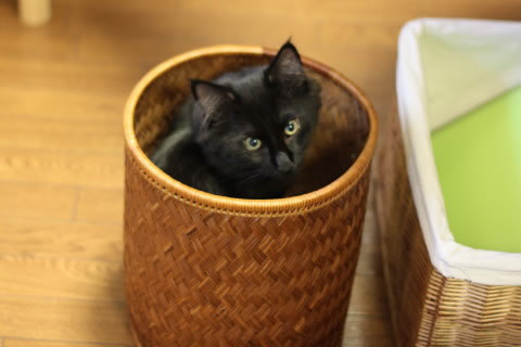 neo049 cat ohoto neo049