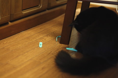 neo050 cat photo neo050