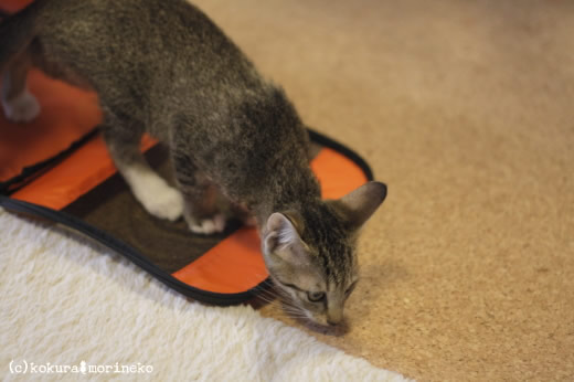 保護猫たびまる02