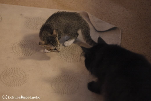 保護猫たびまる03