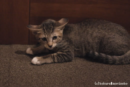 保護猫たびまる04