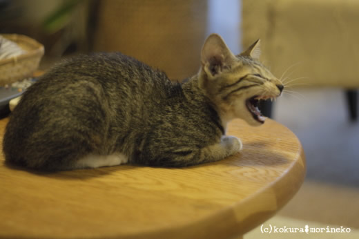 保護猫たびまる05