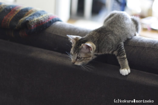 保護猫たびまる07