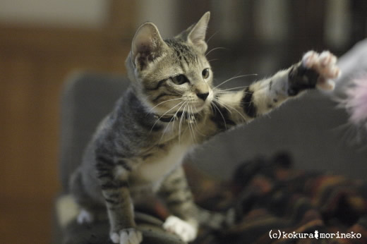 保護猫たびまる09