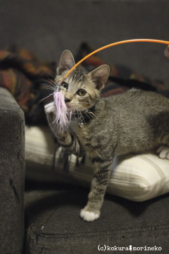 保護猫たびまる10