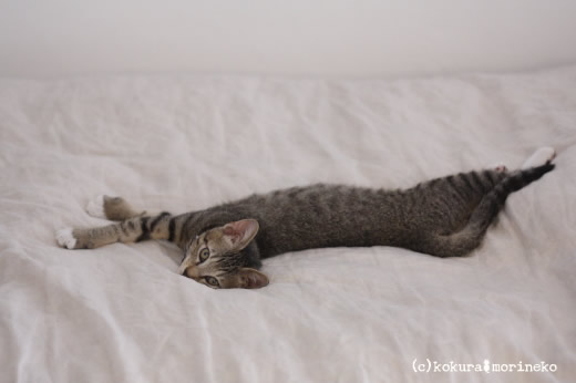 保護猫たびまる11