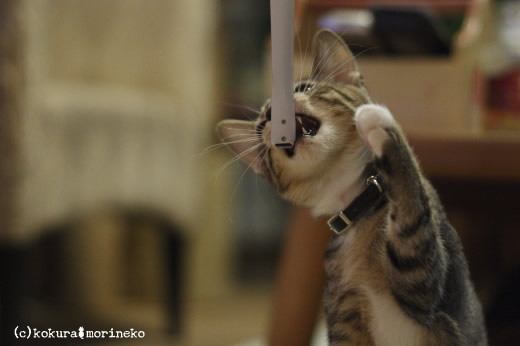 保護猫たびまる12