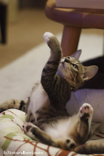 保護猫たびまる13