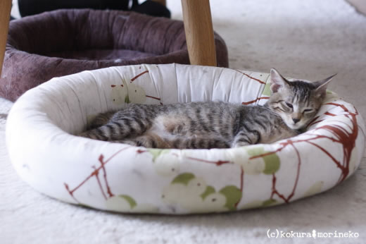 保護猫たびまる15