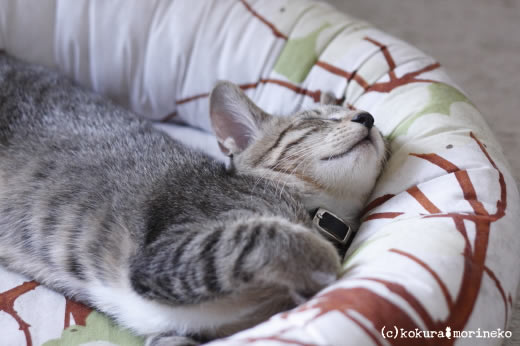 保護猫たびまる16