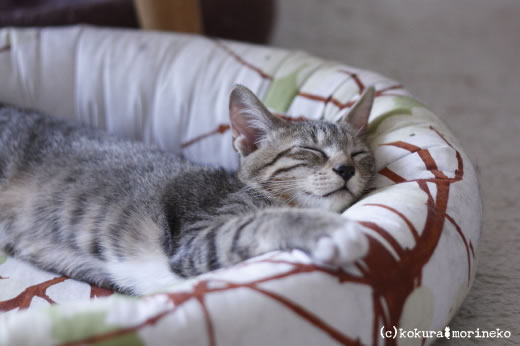 保護猫たびまる17