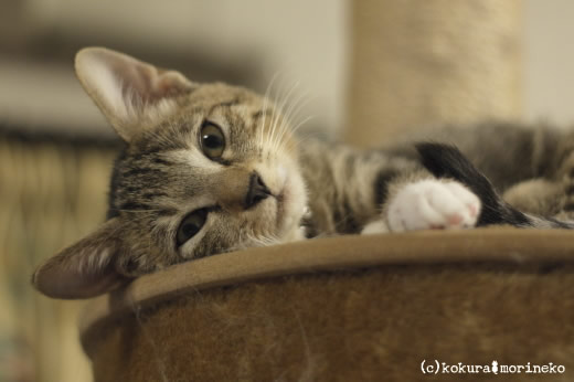 保護猫たびまる18