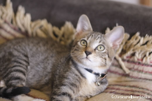 hogoneko19 保護猫たびまる19