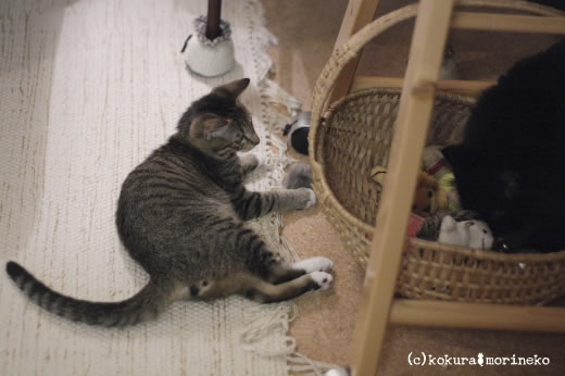 保護猫たびまる30