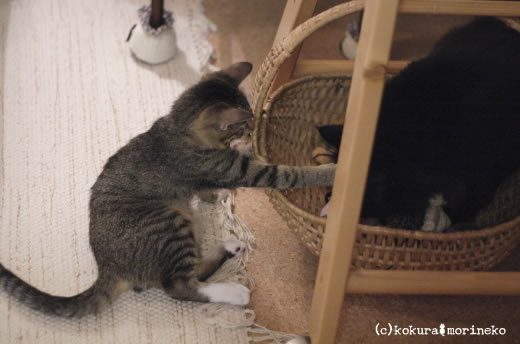 保護猫たびまる31