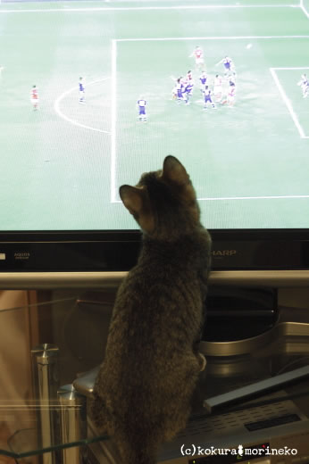 保護猫たびまる32