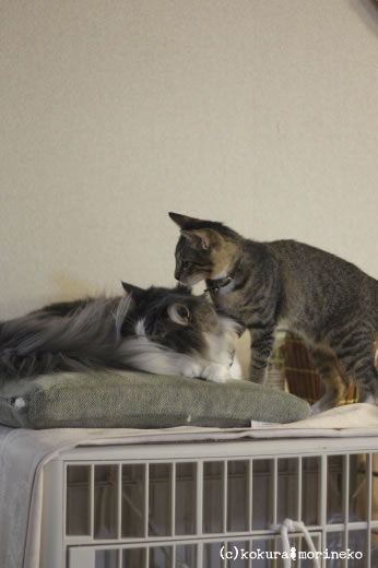 保護猫たびまる33