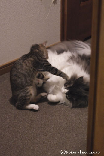 保護猫たびまる34