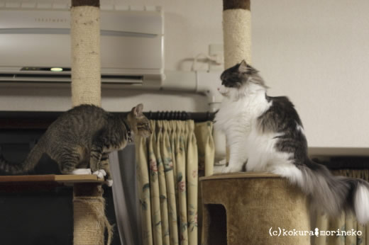 保護猫たびまる35